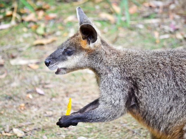 Swamp wallabies like to browse on shrubs and bushes.