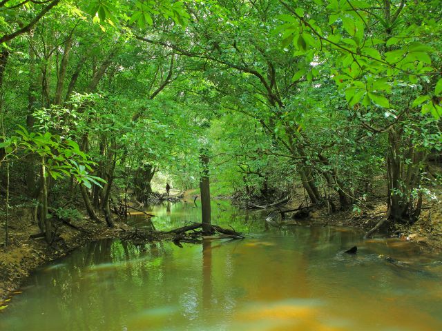 Wander through rainforest and along creeks and rivers in the park.