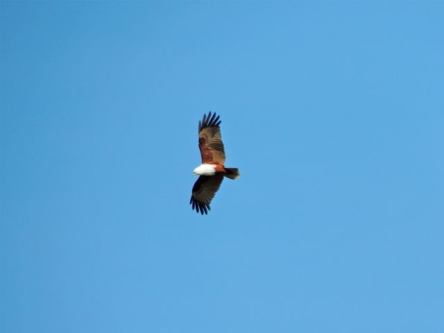 Look for brahminy kites soaring overhead on the Russell's Rest track.