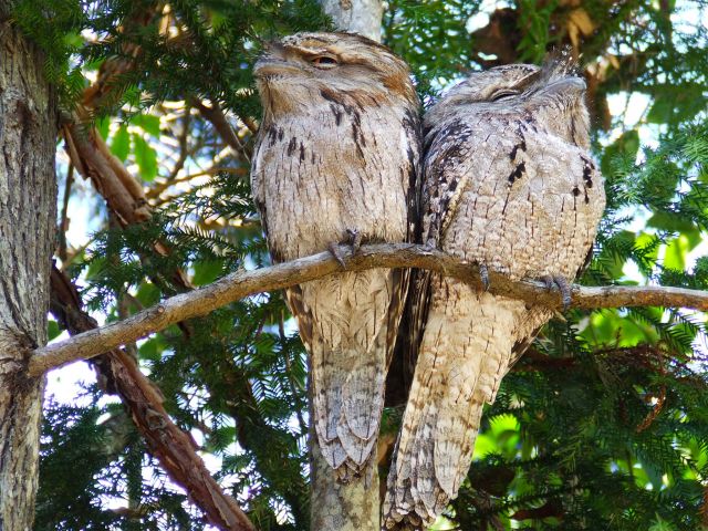 Two tawny frogmouths spotted from the Coastal Walk.