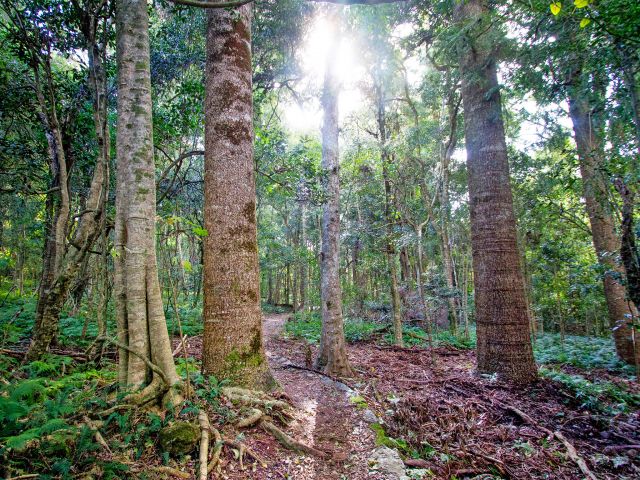 Pass through some of the most glorious rainforest on the mountain along the Paradise to Westcott track.