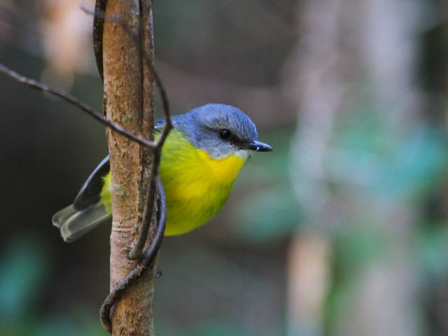 Eastern yellow robins dart among the shadows on the Palm Grove Walk.