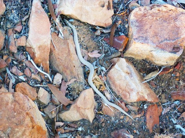 Keep an eye out for the many skinks and lizards on the dry hilltops.