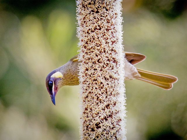 Honeyeaters love to feed on the nectar of the grasstree flowers.