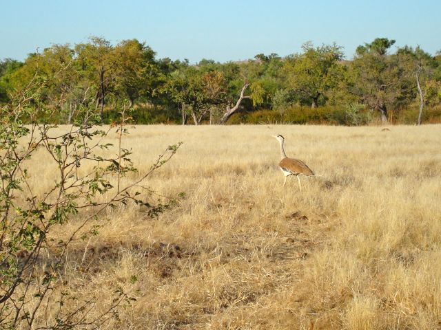 The Australian bustard blends beautifully into its surroundings.