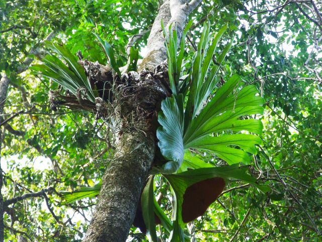 In the rainforest part of the Cedar Grove hiking trail, look up to see epiphytes clinging to the trees.