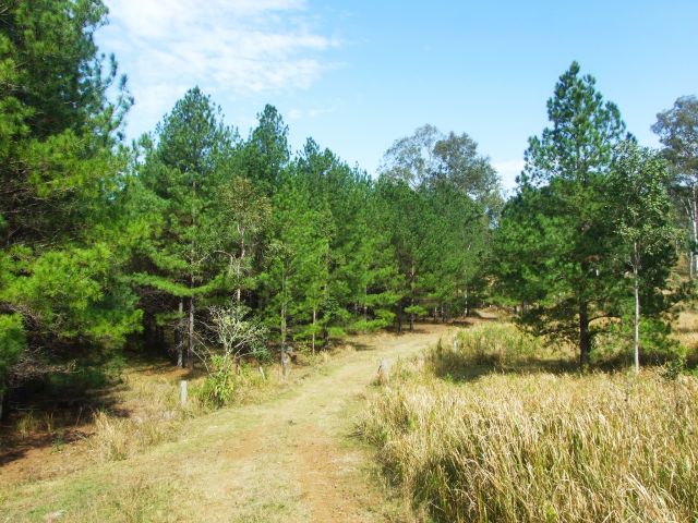 Enter native hoop pine plantations on the Cedar Grove hiking trail.