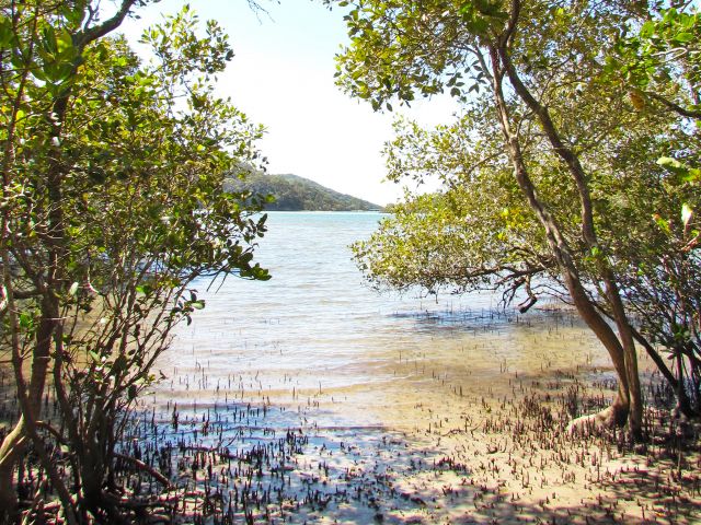 This walk has great views of Tallebudgera Creek through the mangroves.