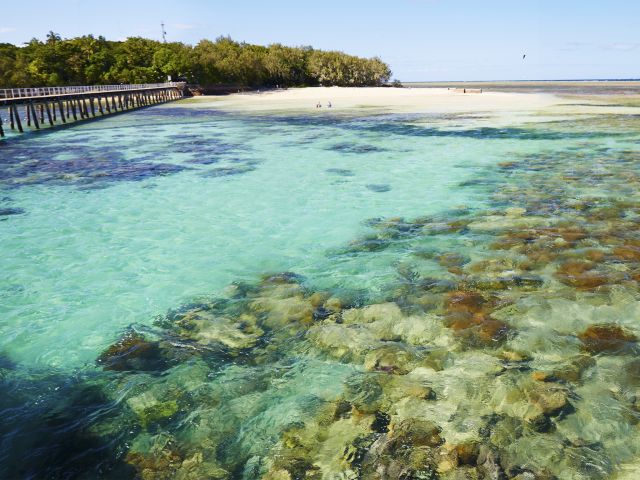The coral reef surrounding Green Island is home to a stunning array of marine life.