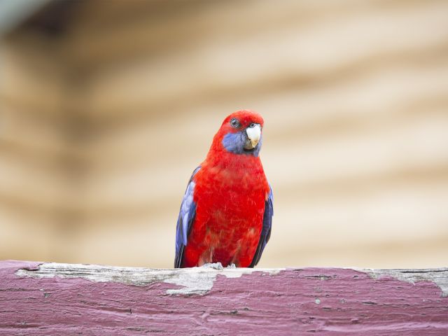 Colourful crimson rosellas are often seen at Dandabah picnic area.