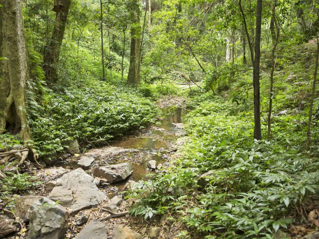 Follow Barker Creek along the rainforest Barker Creek lookout track.