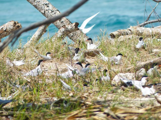 Birds are plentiful, particularly during seabird nesting season between October and April.
