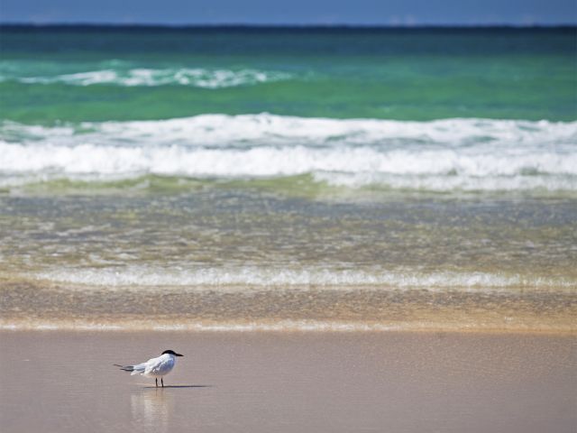 Paddlers and boaties enjoy a sea escape and take the Teewah beach walk to Cooloola's beach.
