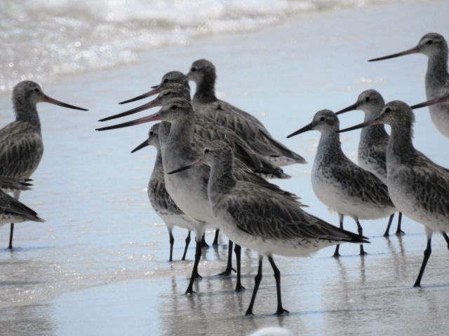 Birdwatch for shorebirds such as bar-tailed godwits.