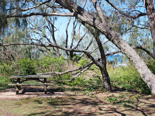 Enjoy the sea breezes as you picnic under the coastal vegetation.