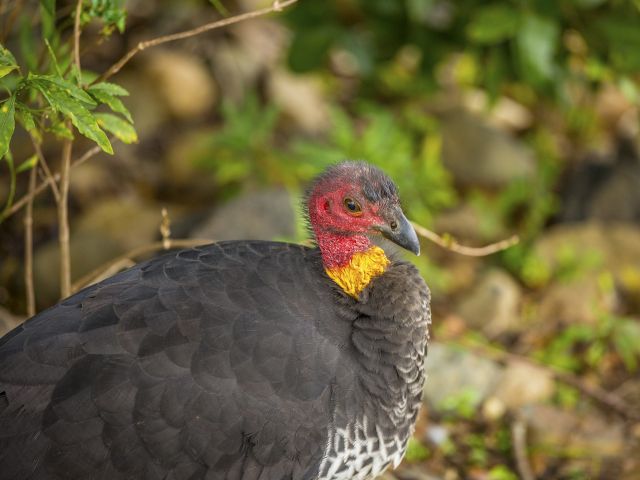 You may be greeted by one of the local Australian brush-turkeys.