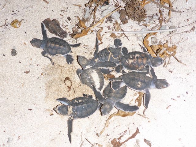 From January to March there's a chance of seeing turtle hatchlings emerge from their nests.