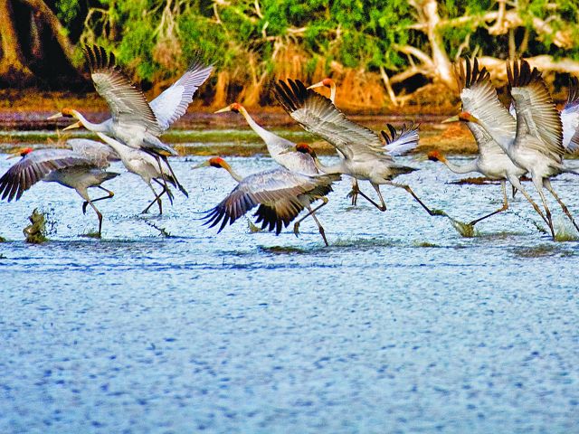 Photo of brolgas taking flight at Breeza Lagoon.