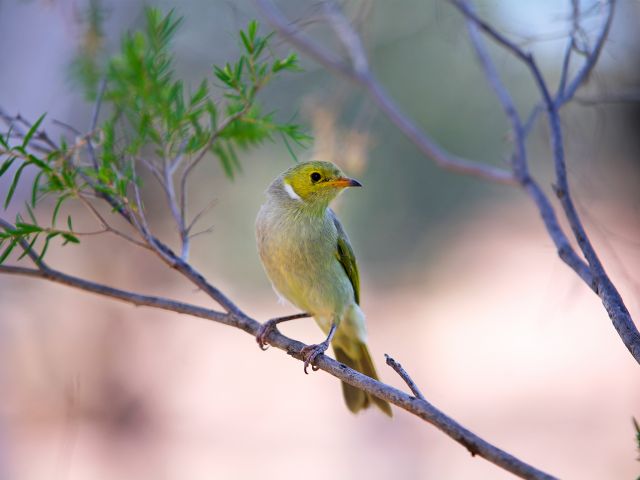 Look for birds like this white-plumed honeyeater.