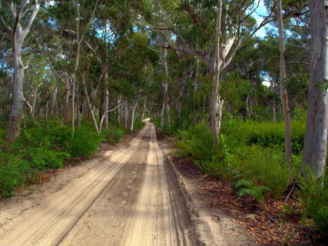 Middle Road crosses the island through eucalypt forests.