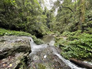 Image of criss-cross streams in the headwaters of Dalrymple Creek.