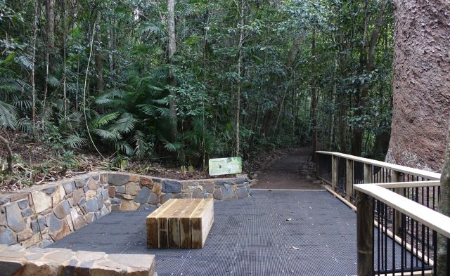 Twin kauris walk viewing platform, Lake Barrine. 