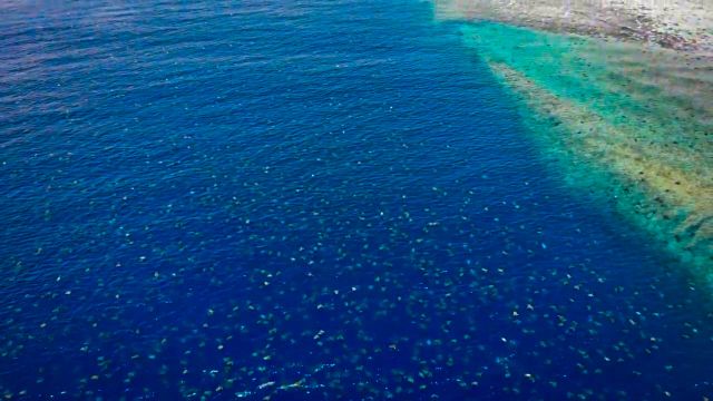 Green turtles around Raine Island.