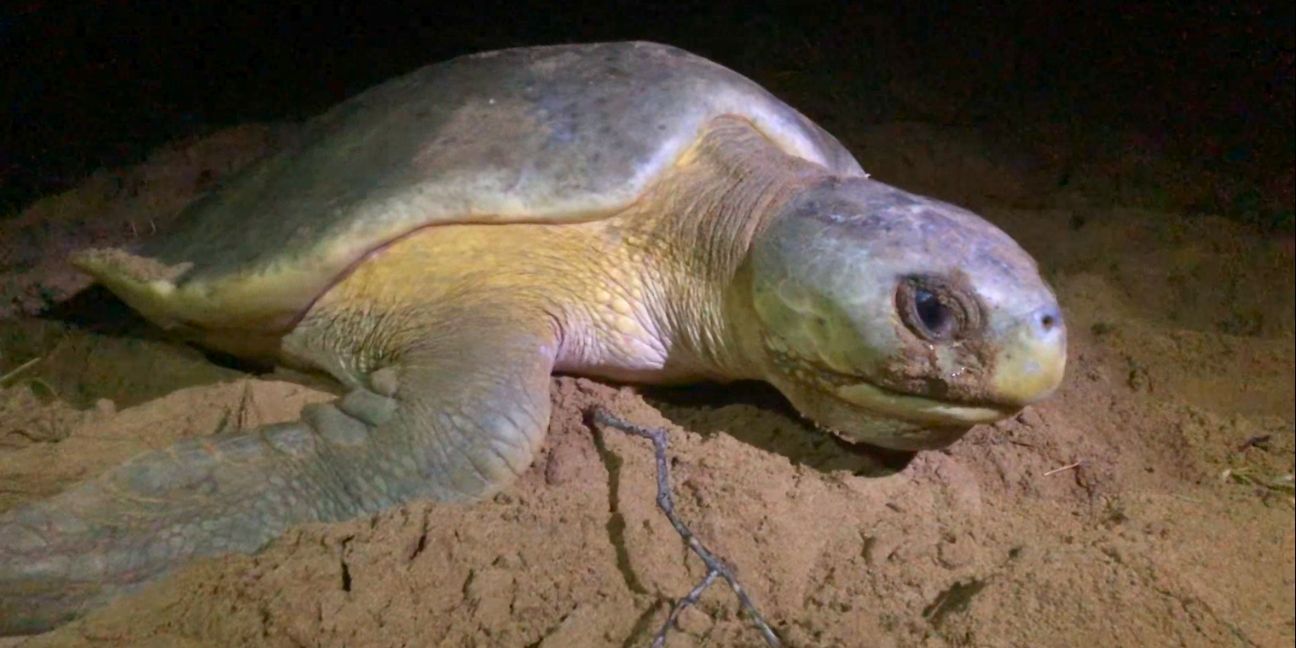 Flatback turtle moving up the sand to nest.