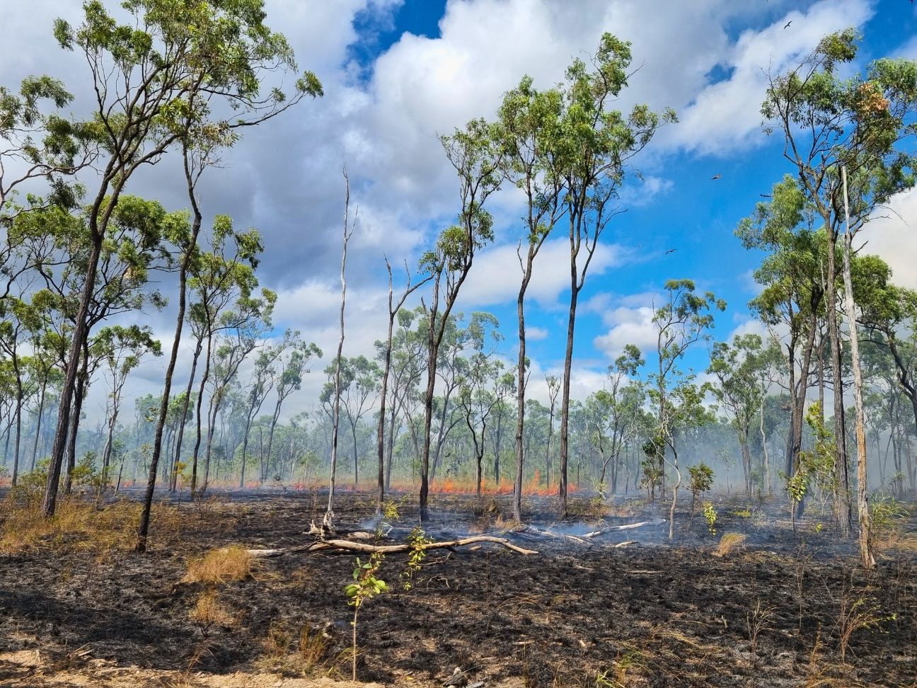 Photo of burned grass among unburnt trees