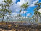 Photo of burned grass among unburnt trees