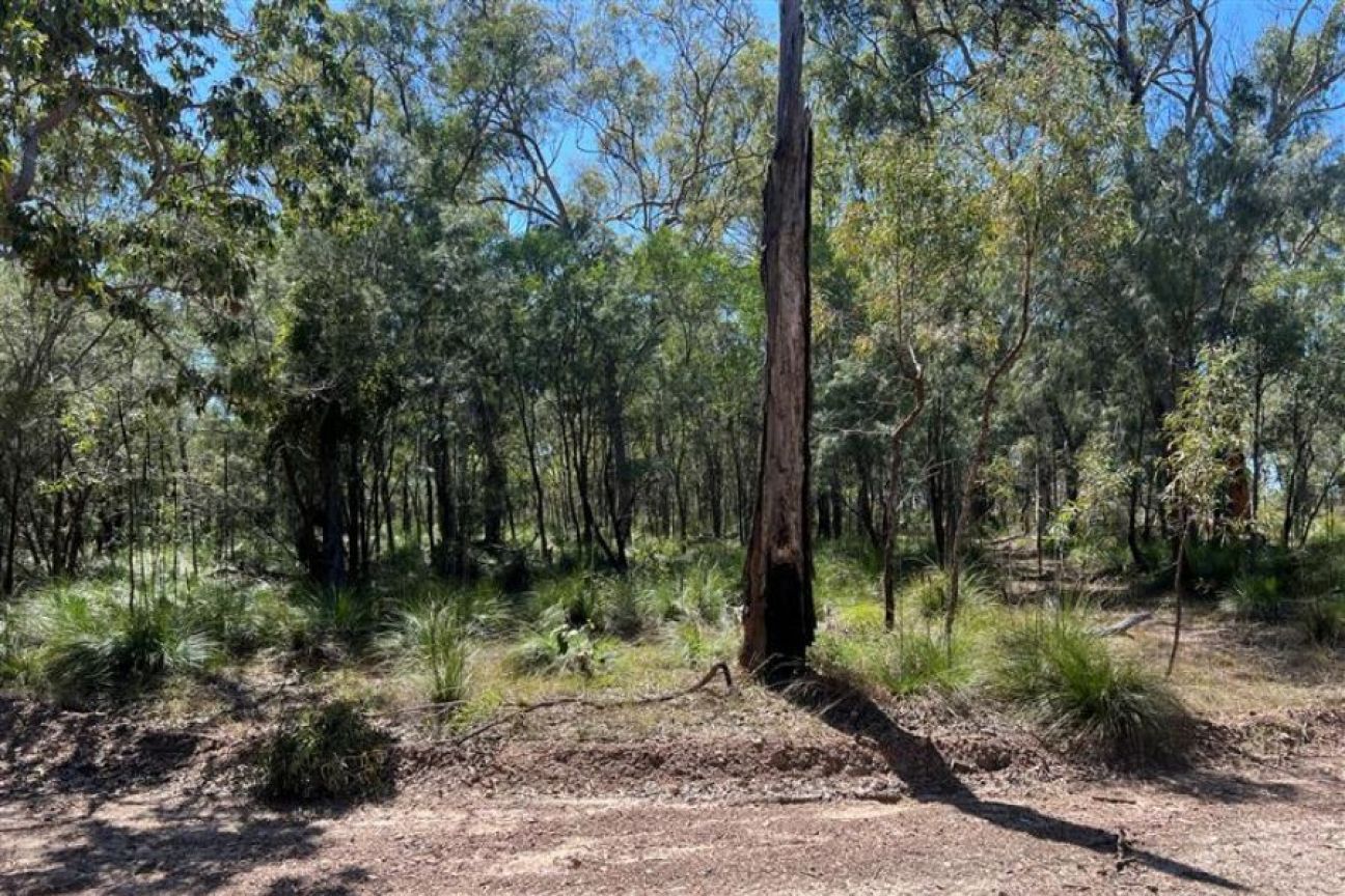 Green dense vegetation before the planned burn.
