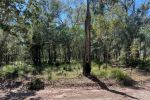 Green dense vegetation before the planned burn.