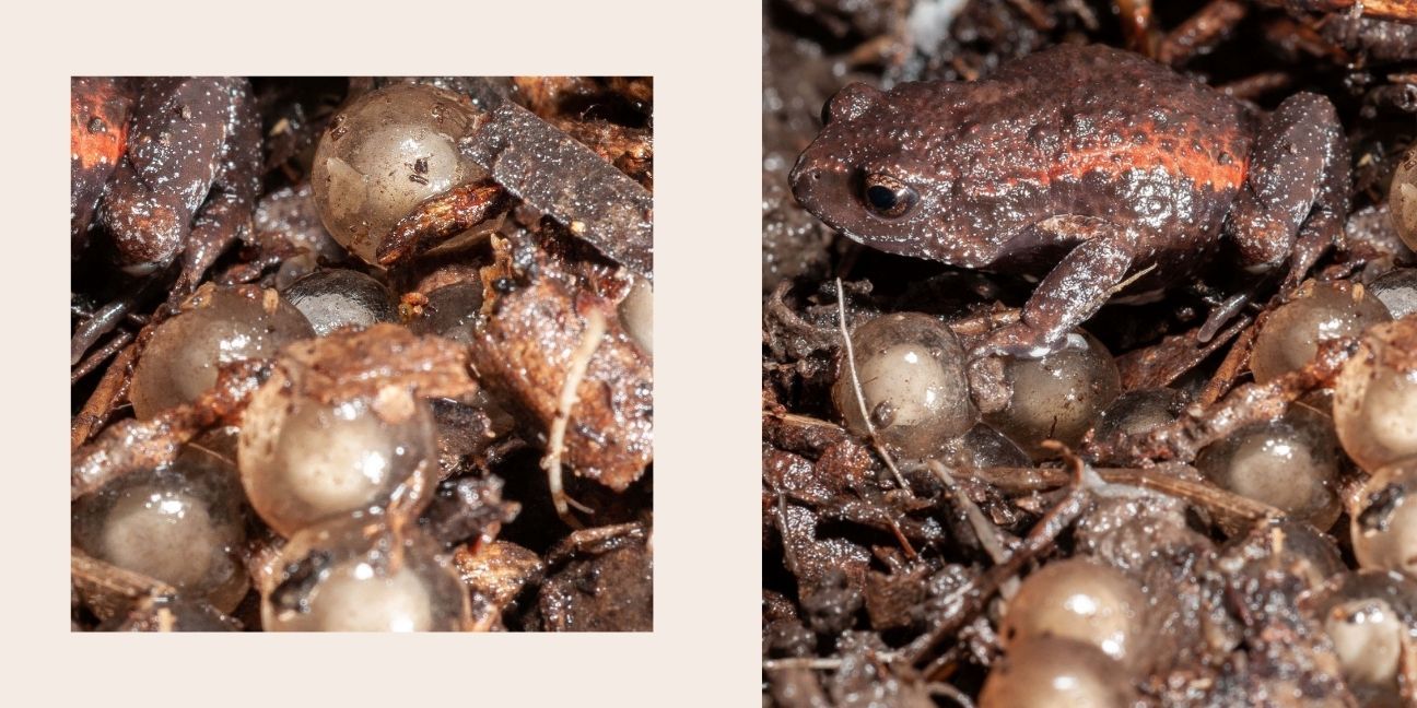 Two image collage. First image is close up of round see-through frog eggs. Second image is of a frog next to it's eggs.