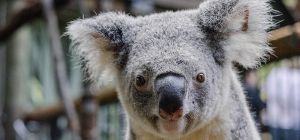 Photo of female koala, Wynter, sits on a branch in her enclosure.