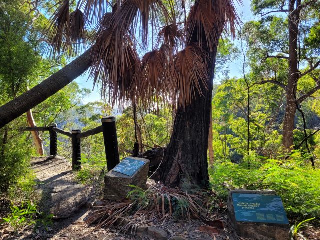 Gudda Gummo lookout with tall trees and mountains and escarpment in the distance. Lookout has blue information signs and a wooden barrier for safety.