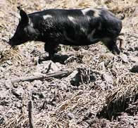 Photo of a feral pig  among damaged wet heath.