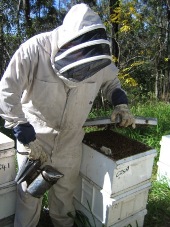 Image of an apiarist collecting honey from one of the beekeeping sites in Moggill Conservation Park.