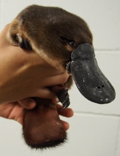 Wally the platypus