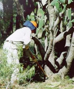 Photo of a worker in protective gear conducting tree pear poisoning.