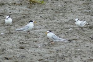 Photo of little terns birds, white and grey with a black hood, standing in the sand.