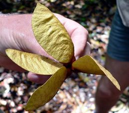 Image of the winged fruit of a tulip oak.