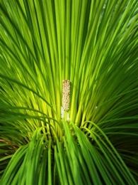 Vibrant grasstrees Xanthorrhoea sp. decorate the banksia forest understorey. 