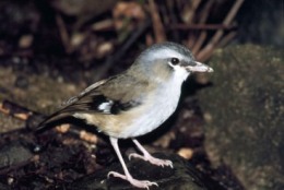 Grey-headed robin