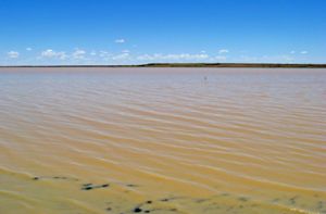 Fresh water flowing into the Bindegolly lakes sets off a 'boom and bust' cycle of life, where a rapid increase in shrimp and other invertebrates is followed by a rise in fish numbers and birds keen to take advantage of the sudden food.