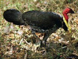 The Australian brush-turkey is common in Mount Whitfield Conservation Park. 