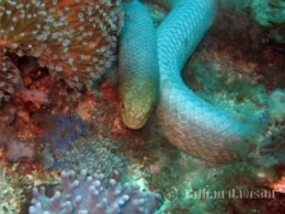 Sea snake. 