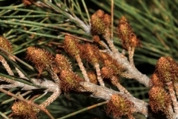 Two endangered she-oaks grow in the park—Mt Coolum she-oak Allocasuarina thalassoscopica and Emu Mountain she-oak Allocasuarina emuina. 