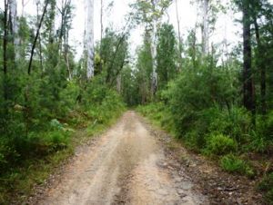 Nitchaga Creek Road