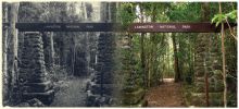 Then and now, the same track head at Binna Burra—1959 to 2005.