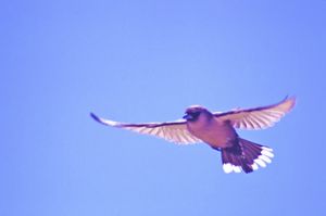 A black-faced woodswallow hawks for insects above the samphire. 